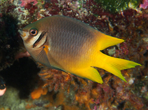 Black-and-Gold Damselfish - Neoglyphidodon nigroris