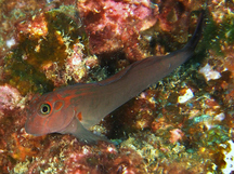 Panamic Fanged Blenny - Ophioblennius steindachneri