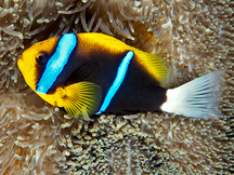 Orangefin Anemonefish - Amphiprion chrysopterus