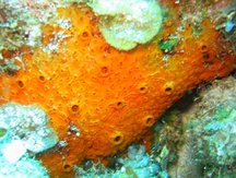 Orange Sieve Encrusting Sponge - Diplastrella megastellata