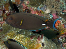 Pale-Lipped Surgeonfish - Acanthurus leucocheilus