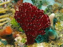 Pandaros acanthifolium - Pandaros acanthifolium