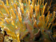 Pectinia paeonia - Pectinia paeonia