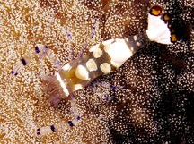 Peacock-Tail Anemone Shrimp - Periclimenes brevicarpalis
