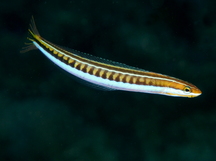Piano Fangblenny - Plagiotremus tapeinosoma