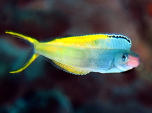 Bicolour fangblenny - Plagiotremus laudandus
