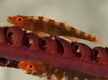 Common Ghostgoby - Pleurosicya mossambica