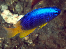 Neon Damselfish - Pomacentrus coelestis