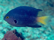 Imitator Damselfish - Pomacentrus imitator
