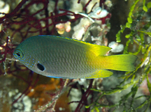 Blackmargined Damselfish - Pomacentrus nigromarginatus