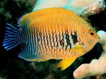 Potter's Angelfish - Centropyge potteri
