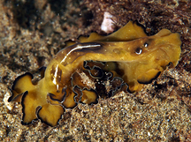 Flowers' Flatworm - Pseudobiceros flowersi