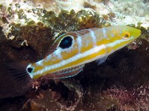 Puddingwife - Halichoeres radiatus