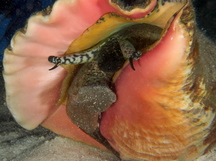 Queen Conch - Strombus gigas