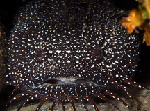 Whitespotted Toadfish - Sanopus astrifer