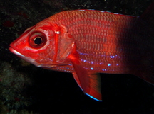 Blue Lined Squirrelfish - Sargocentron tiere