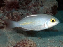 Whitestreak Monocle Bream - Scolopsis ciliata