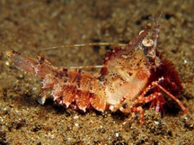 Japanese Rock Shrimp - Sicyonia japonica