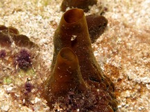 Vagabond Boring Sponge - Spheciospongia vagabunda