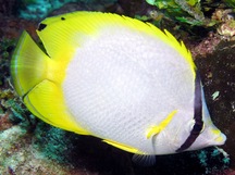 Spotfin Butterflyfish - Chaetodon ocellatus