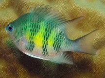 Staghorn Damselfish - Amblyglyphidodon curacao