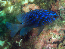 Cortez Damselfish - Stegastes rectifraenum
