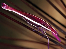 Purple Urchin Shrimp - Stegopontonia commensalis