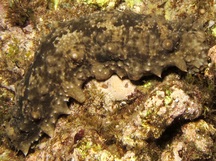 Dragonfish Sea Cucumber - Stichopus horrens