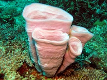 Strepsichordaia lendenfeldi - Strepsichordaia lendenfeldi