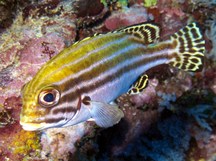 Striped Sweetlips - Plectorhinchus lessonii