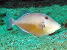 Orangeside Triggerfish - Sufflamen verres