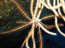 Swimming Crinoid - Analcidometra armata