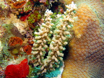 Swollen-Knob Candelabrum - Eunicea mammosa