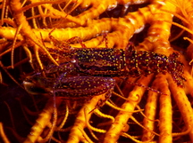 Stimpson's Snapping Shrimp - Synalpheus stimpsoni