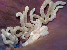 Synaptula sp. 2 - Synaptula sp.