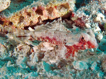 Bartel's Dragonet - Synchiropus bartelsi