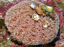 Rose Flower Urchin - Toxopneustes roseus