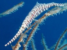 Saw-Blade Shrimp - Tozeuma armatum