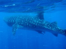 Whale Shark - Rhincodon typus