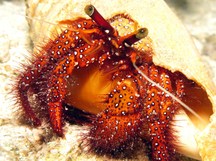 White-spotted Hermit Crab - Dardanus megistos
