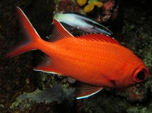 Whitetip soldierfish - Myripristis vittata