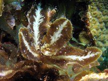 White-Vein Sargassum - Sargassum hystrix