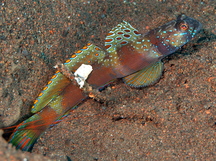 Wide-barred Shrimpgody - Amblyeleotris latifasciata