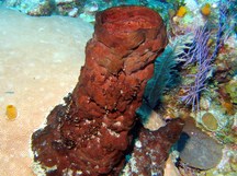 Xestospongia rosariensis - Xestospongia rosariensis