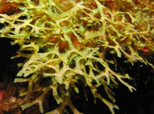 Y Branched Algae - Dictyota sp.