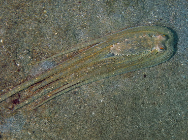 White-V Octopus - Abdopus sp. - Anilao, Philippines