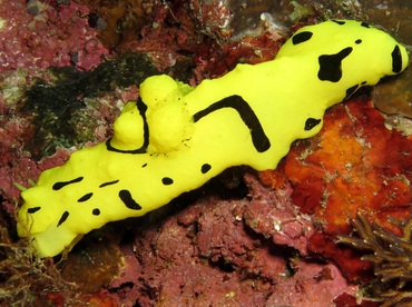Banana Nudibranch - Aegires minor - Dumaguete, Philippines