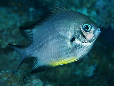 White-Belly Damselfish - Amblyglyphidodon leucogaster - Great Barrier Reef, Australia