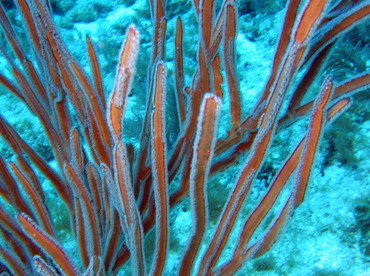 Angular Sea Whip - Pterogorgia anceps - Key Largo, Florida