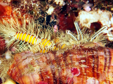 Hairy Yellow Hermit Crab - Aniculus maximus - Fiji